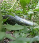 zucchine2