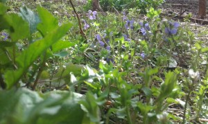 prime viole  marzo2013