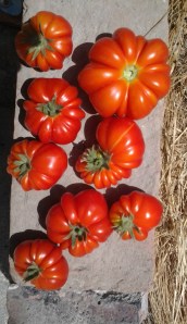pomodori1