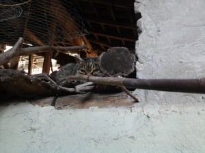 resto guardinga...prima di  scendere