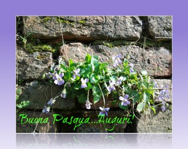 Buona pasqua 2014 2
