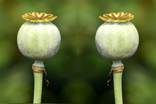 poppy-capsules-2492015_1920