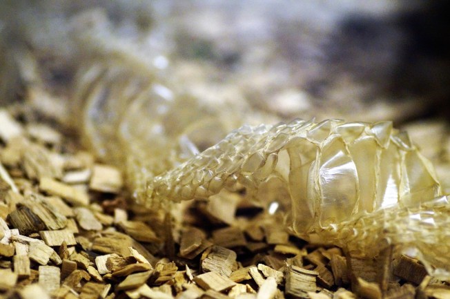 svleknuta-snake-skin-2485210_1920