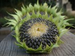 sunflower-210802_1280